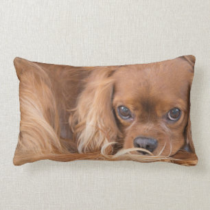 Coussin Rectangle Cavalier Le Roi Charles Spaniel Yeux Sur Vous Cous