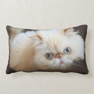 Coussin Rectangle Chat dans une boîte