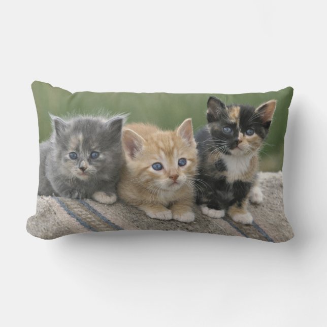 Coussin Rectangle Chatons de grange sur une couverture de cheval (Recto)