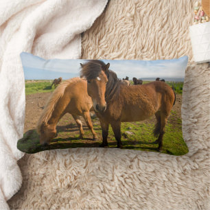 Coussin Rectangle Chevaux islandais paissent