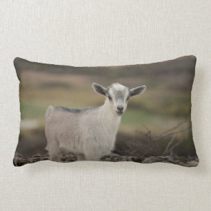 Coussin Rectangle Chèvre adorable d'enfant