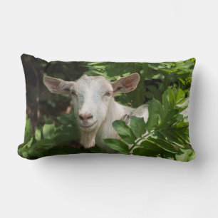 Coussin Rectangle Chèvre regardant la caméra