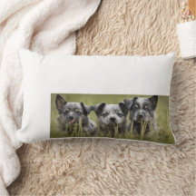 Chien de bétail australien chiot Blue Heeler Thail
