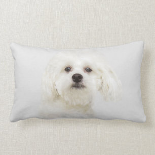 Coussin Rectangle Chiot maltais