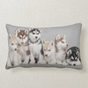 Coussin Rectangle Chiots de chien de traîneau sibérien sur le