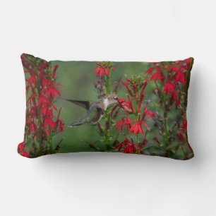 Coussin Rectangle Colibri À La Fleur Cardinale