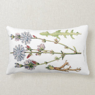 Coussin Rectangle Cru de chicorée botanique