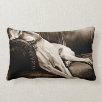 © de nation de Weimaraner : "Succédant le divan "