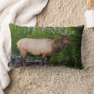 Coussin Rectangle Elk Parc national de Yellowstone, Wyoming