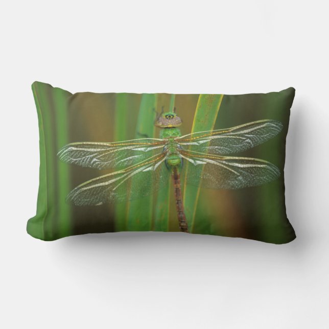 Coussin Rectangle États-Unis, Géorgie. Libellule darner vert sur des (Recto)