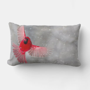 Coussin Rectangle États-Unis, Indiana, Indianapolis. Un cardinal mâl