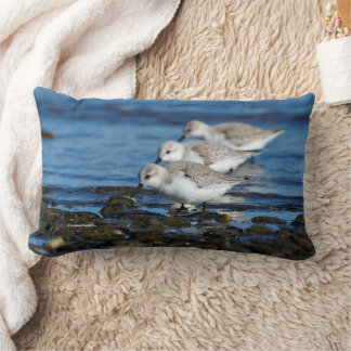 Coussin Rectangle Fête de Sanderlings en synchronisation décalée