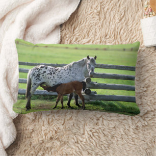Coussin Rectangle Jument Appaloosa et poulain