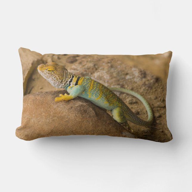 Coussin Rectangle Lézard collier (Recto)