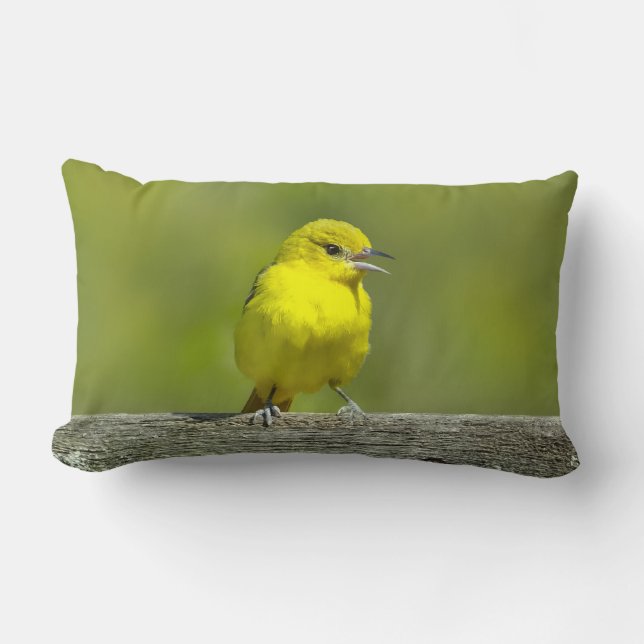 Coussin Rectangle Loriole de verger - Photographie originale (Recto)