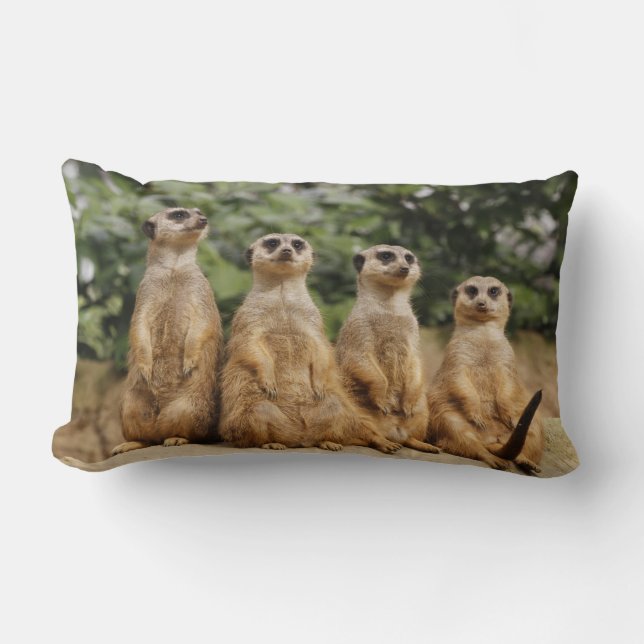 Coussin Rectangle Meerkat-Quartett 001 (Recto)