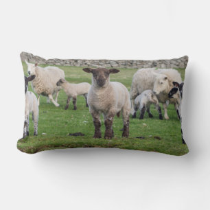 Coussin Rectangle Mouton des Shetland