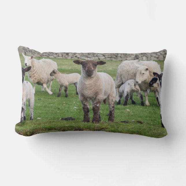 Coussin Rectangle Mouton des Shetland (Recto)