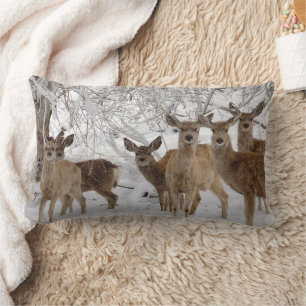 Coussin Rectangle Mule Deer Wyoming