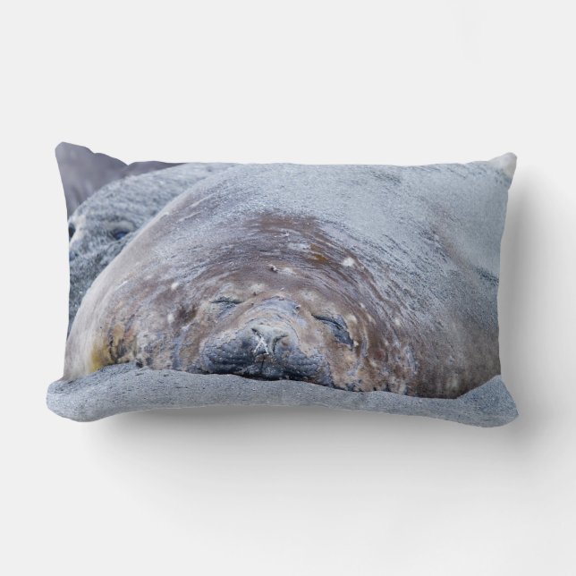 Coussin Rectangle Phoque d'éléphant dormant (Recto)