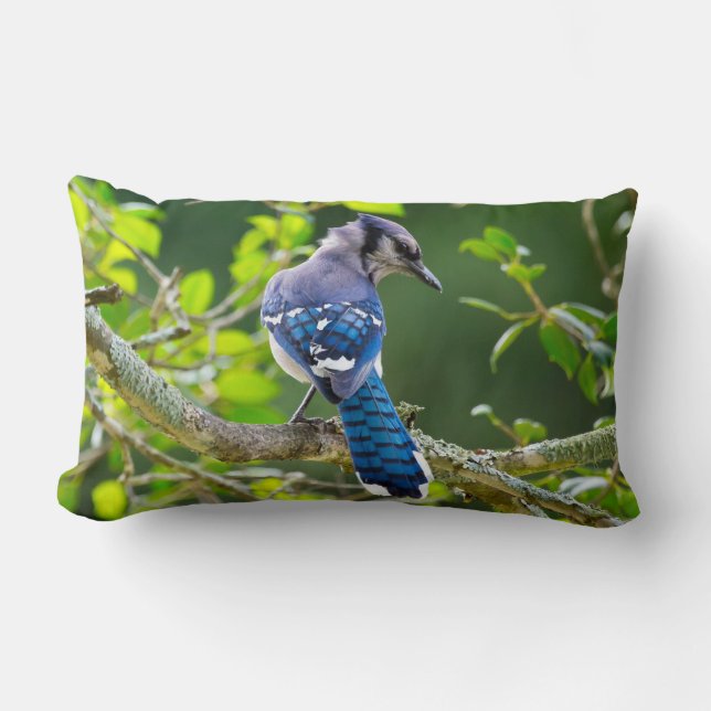 Coussin Rectangle Photographie de la nature Shy Blue Jay Lumbar Cous (Recto)