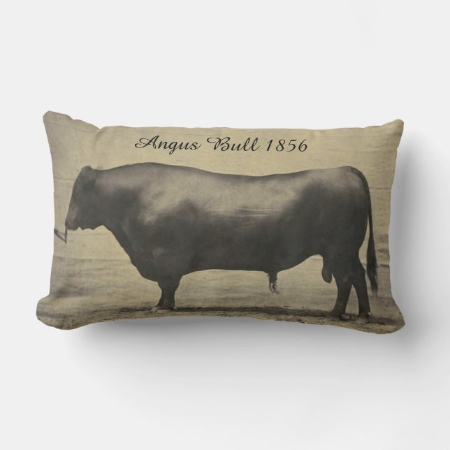 Coussin Rectangle Photographie vintage d'Angus Taureau (Recto)