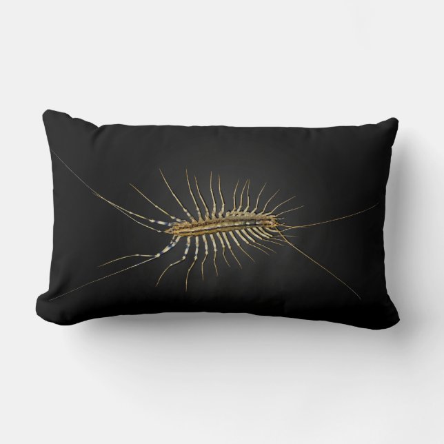 Coussin Rectangle Scutigera Coleoptrata de centipède de Chambre (Recto)