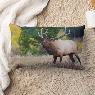 Coussin Rectangle Taureau et arbres d'aspens   Parc national de Rock