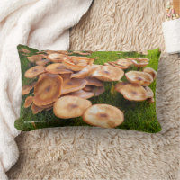 Tombée d'automne des colonies de champignons sur l
