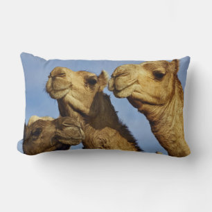 Coussin Rectangle Trio de chameaux, marché aux chameaux, Le Caire, É