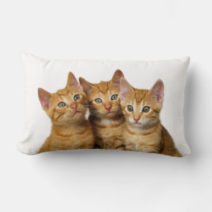 Coussin Rectangle Trois mignons Ginger Chat Kittens amis Photo de la