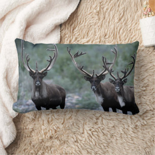 Coussin Rectangle Troupeau de Wapitis   Mt. Baring, Washington