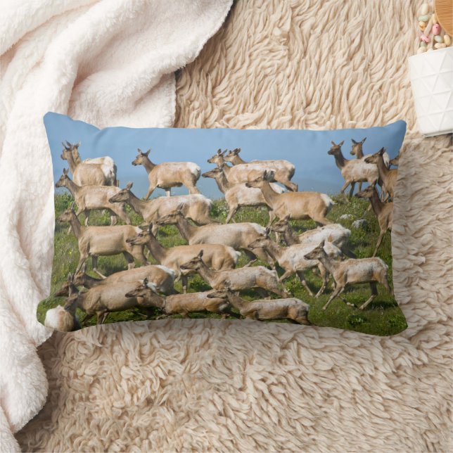 Coussin Rectangle Tule Elk| Point Reyes National Seashore, CA (Couverture)