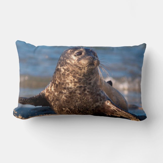 Coussin Rectangle Un bébé phoque venant à terre dans la piscine pour (Recto)