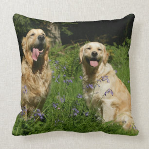 Coussin Retreivers d'or dans l'herbe