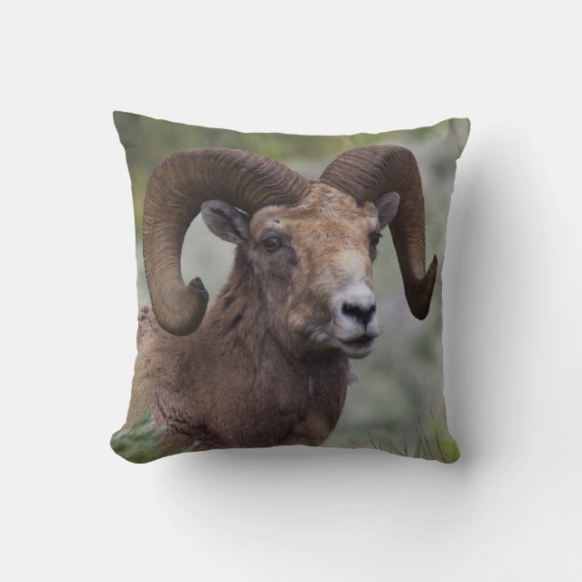 Coussin Rocky Mountain Bighorn Sheep Ram (Recto)
