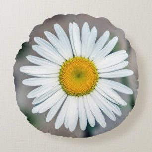 Coussin rond de fleur simple de marguerite