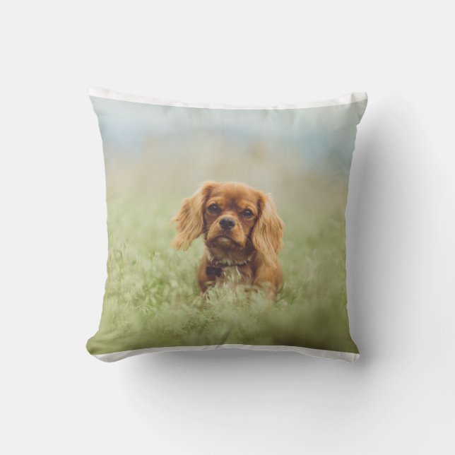 Coussin rubis de cav (Recto)