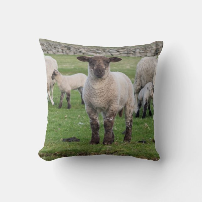 Coussin Shetland Sheep (Recto)