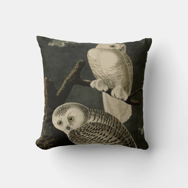 Coussin Snowy Owl, John James Audubon's Birds of America (Recto)