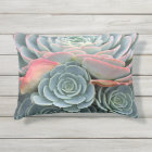 Coussin succulent extérieur, Echeverias bleu