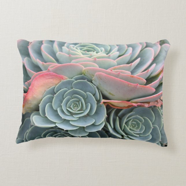 Coussin succulent extérieur, Echeverias bleu (Dos)