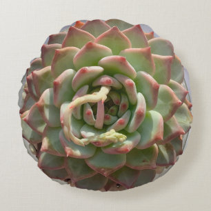 Coussin succulent juteux