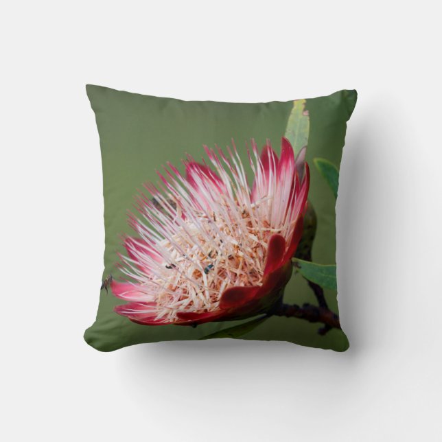 Coussin Sugarbush de Drakensberg (Protea Dracomontana) (Recto)