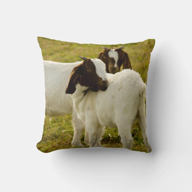 Coussin Superbe Chèvres Boire Field (Recto)