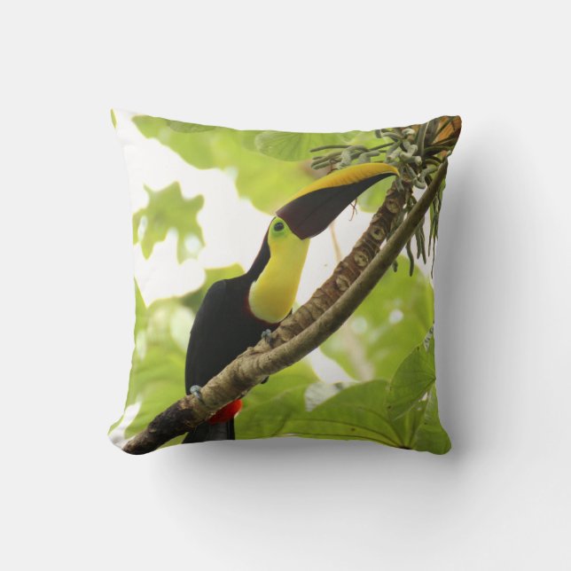 Coussin Swainson Toucan (Recto)