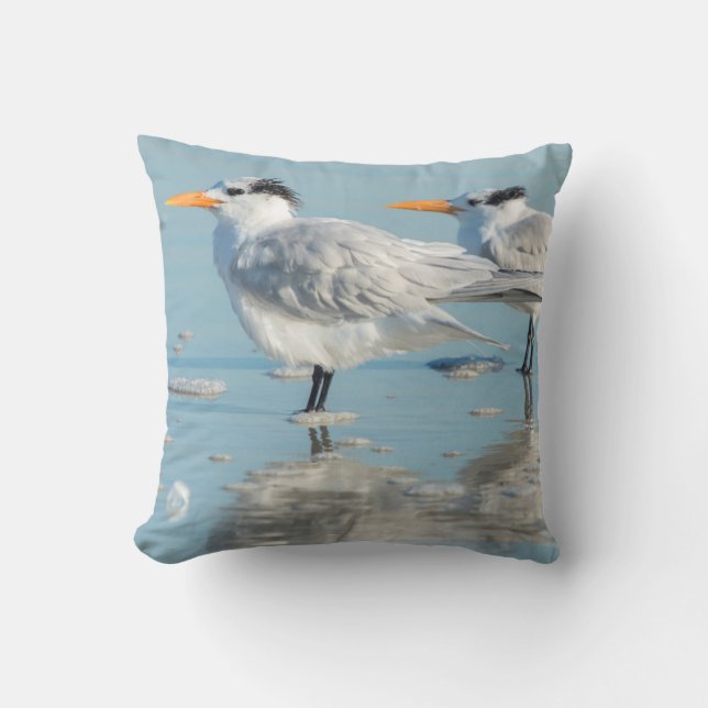 Coussin Terns (Recto)