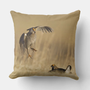 Coussin Tétras des prairies mâles au lek dans le comté de 