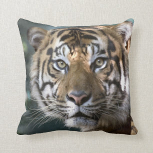 Coussin Tigre de Sumatran (Panthera tigris sumatrae)
