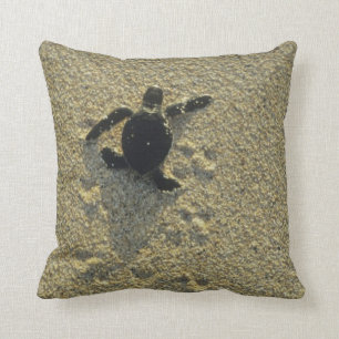 Coussin Tortue verte, (Chelonia mydas), éclos